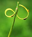 Wiesenschaumkraut, gesprengte Schote