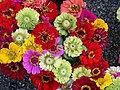 File:Zinnia bunch.jpg