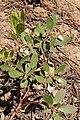 Arctostaphylos nevadensis