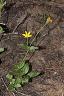 Arnica latifolia