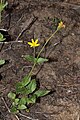 Arnica latifolia