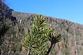 * Nomination Pinus mugo, Innerfeldtal, Italy. --Steinsplitter 21:11, 1 December 2012 (UTC) * Promotion Nice sharpness and background blur. --Lucasbosch 09:56, 2 December 2012 (UTC)