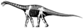 Cetiosaurus skeletal