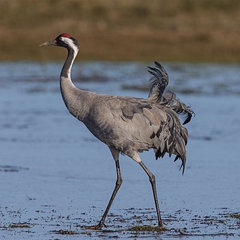 Common crane in breeding plumage.