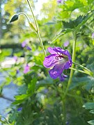 Flor morada en verano.jpg