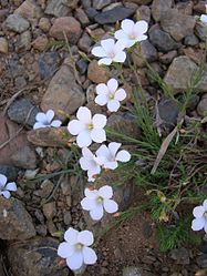 Linum tenuifolium