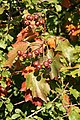 Fruit and leaves / Fruto y hojas