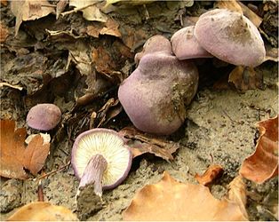 Calocybe ionides