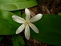 Clintonia uniflora