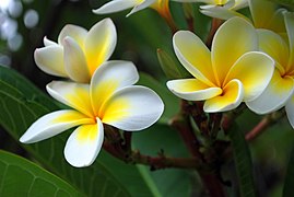 Frangipani flowers.jpg