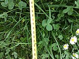 Čeština: Čarodějné kruhy, Lublaňská ulice. Praha, Česká republika. English: Fairy rings in Lublaňská Street, Prague, Czech Republic.