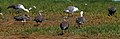 group, El Calafate, Santa Cruz, Argentina