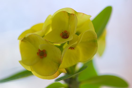 Crown of Thorns, Montreal, QC, Canada