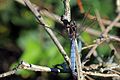 * Nomination Keeled skimmer (Orthetrum coerulescens) male, Crockford Stream, Hampshire --Charlesjsharp 08:56, 2 August 2016 (UTC) * Promotion Good quality. --Jkadavoor 09:21, 2 August 2016 (UTC)