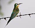 Tal Chhapar Sanctuary, Rajasthan, India