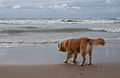 * Nomination Nova Scotia Duck-Tolling Retriever in Karhuluoto. --kallerna 14:04, 2 January 2012 (UTC) * Promotion Welcome back ! Looking for the ball again ?--Jebulon 00:34, 4 January 2012 (UTC) Love it. There's a possible dust spot, but it's probably just a bit of dark cloud. Mattbuck 16:19, 11 January 2012 (UTC)