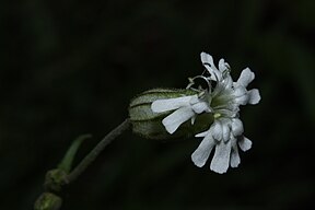 Silene parryi