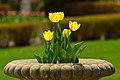 "Tulipa_sp_2011.jpg" by User:Letartean