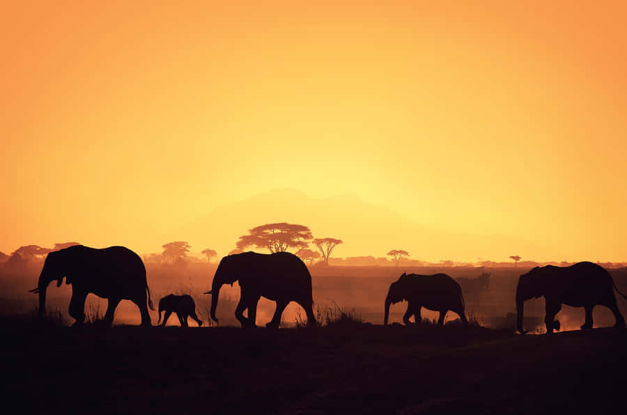 African Wildlife Wallpaper