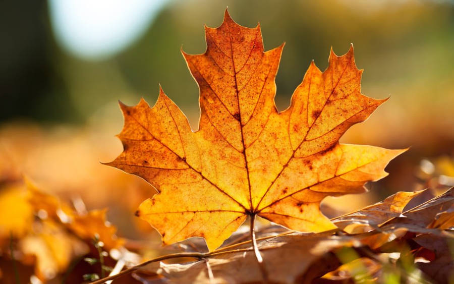 Best Autumn Pictures Wallpaper