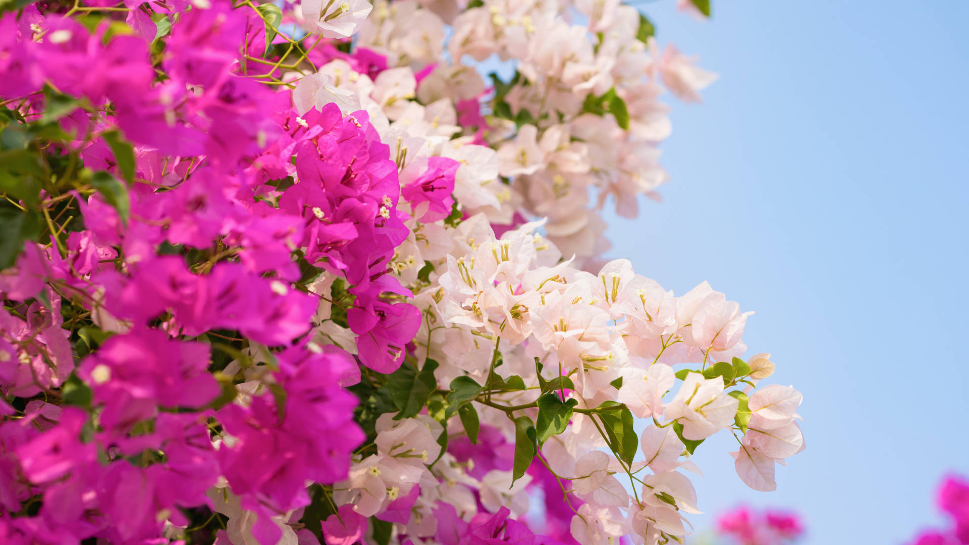 Bougainvillea Wallpaper