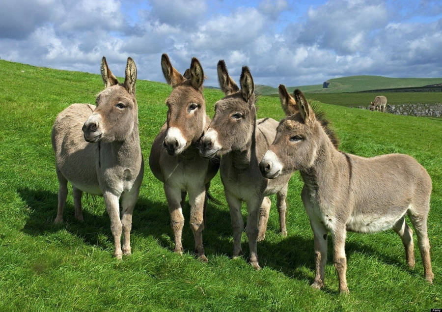 Burro Fondo de pantalla