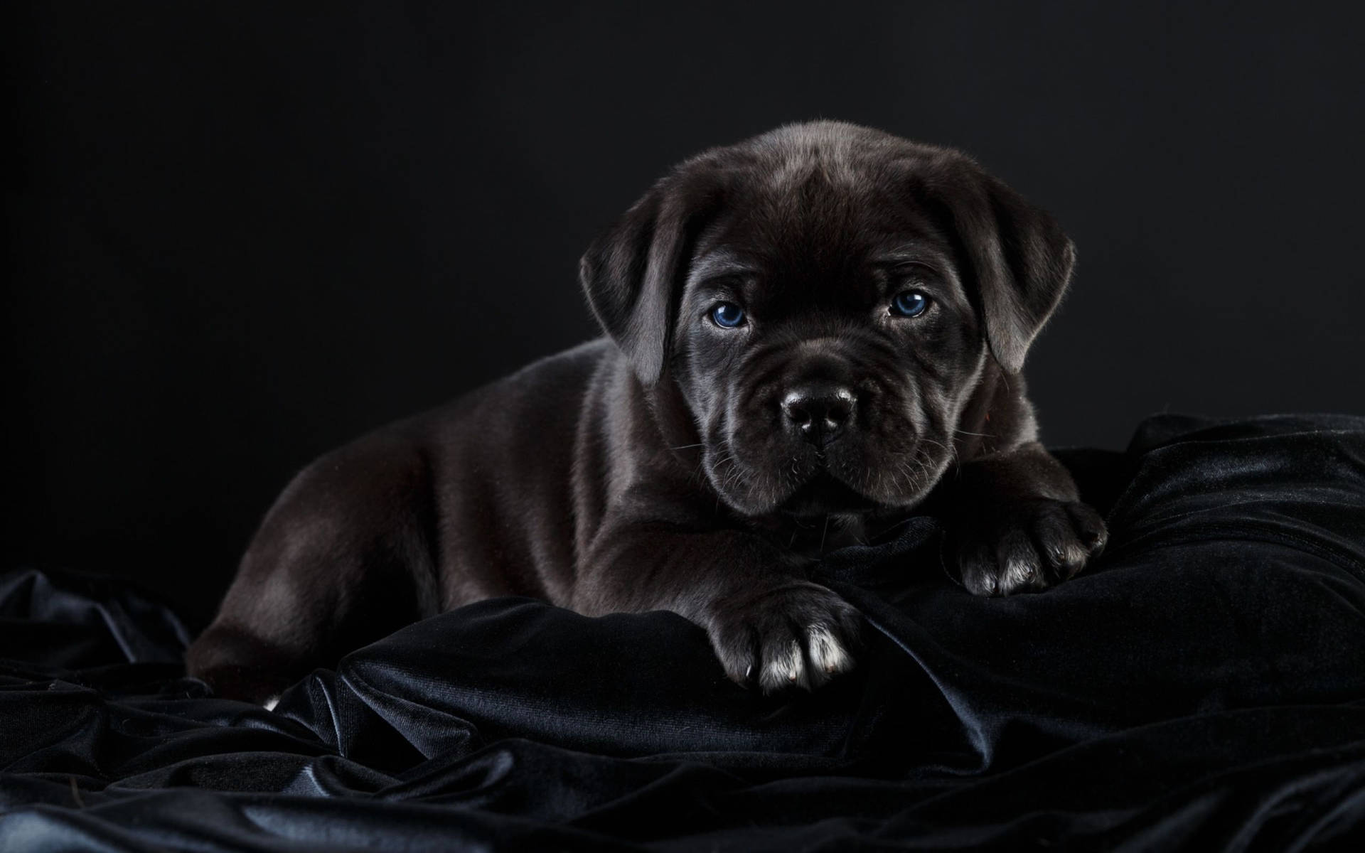 Cane Corso Billeder