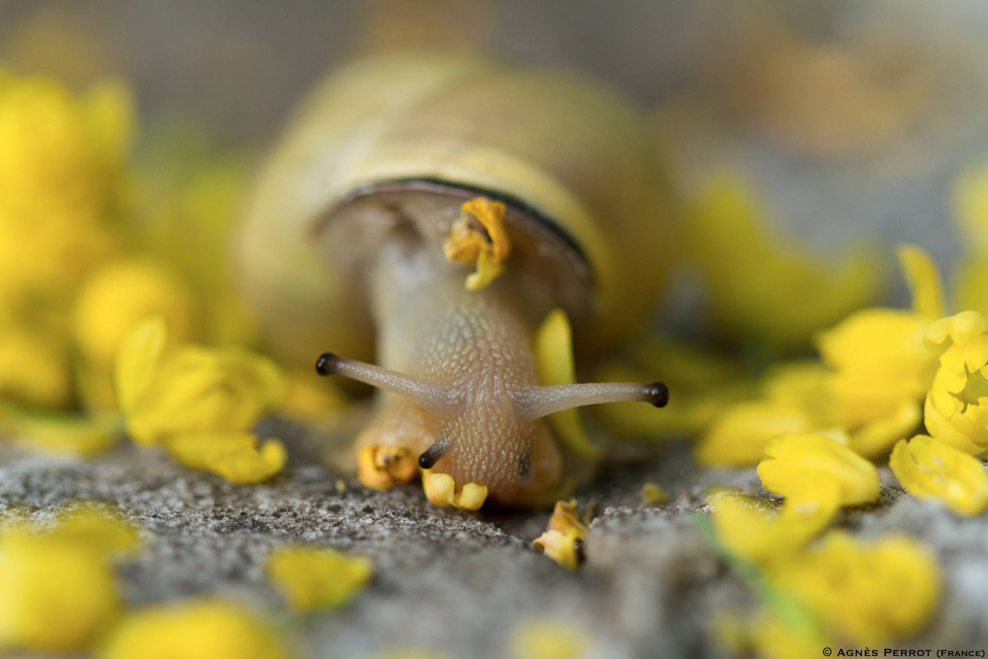 Caracol Fondo de pantalla