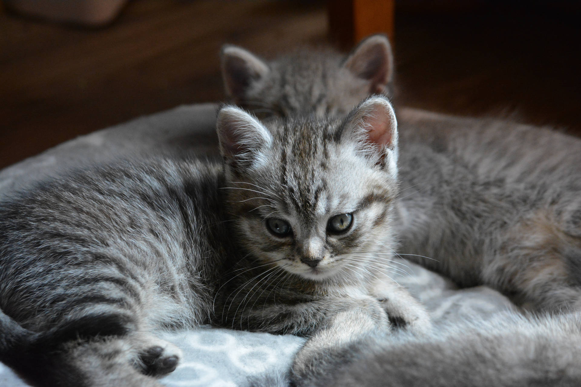 Cuccioli Sfondo