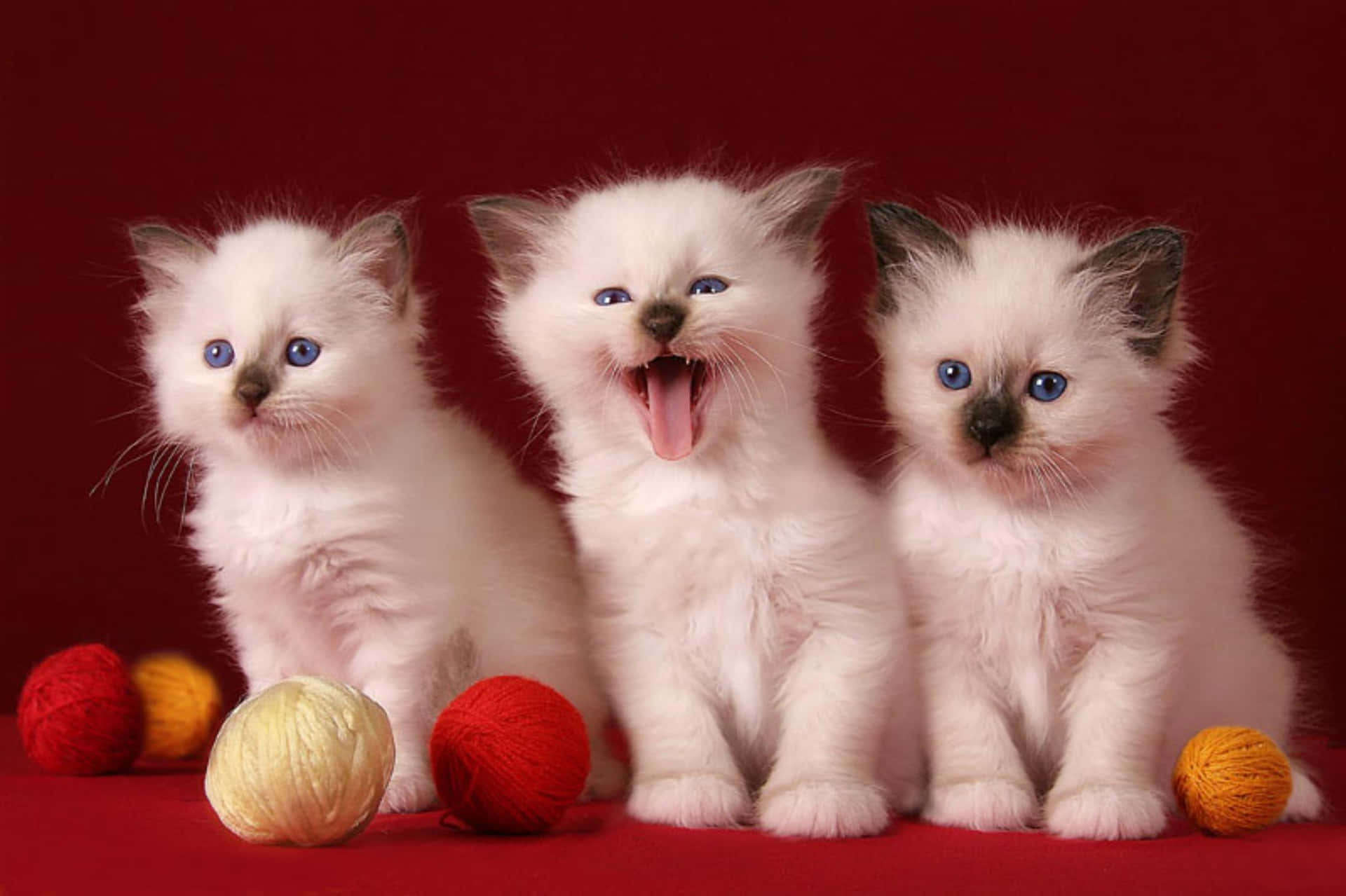 Cute Cat Pictures Wallpaper