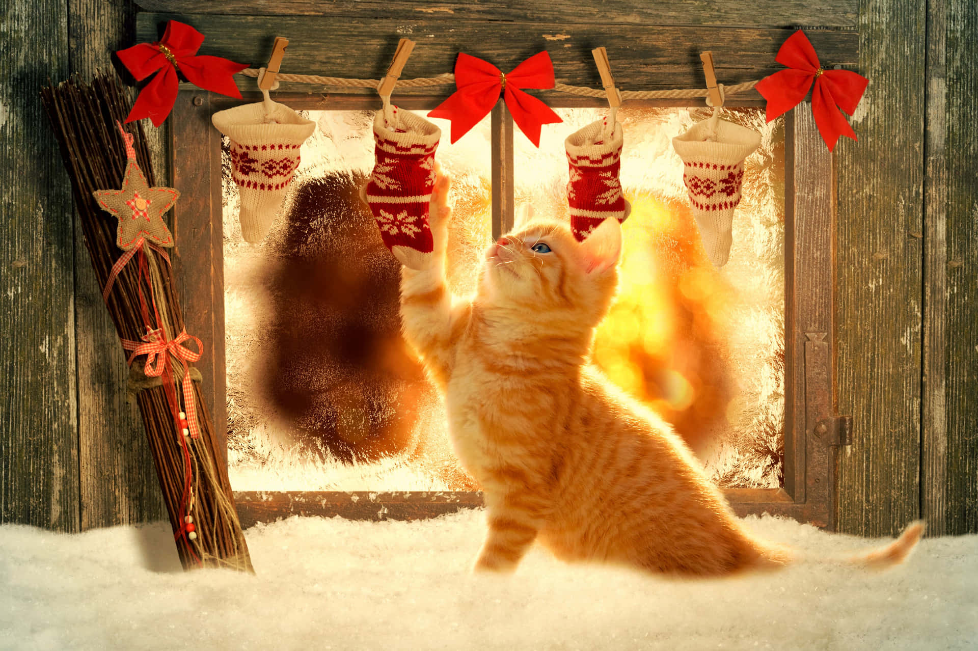 Cute Christmas Cat Wallpaper