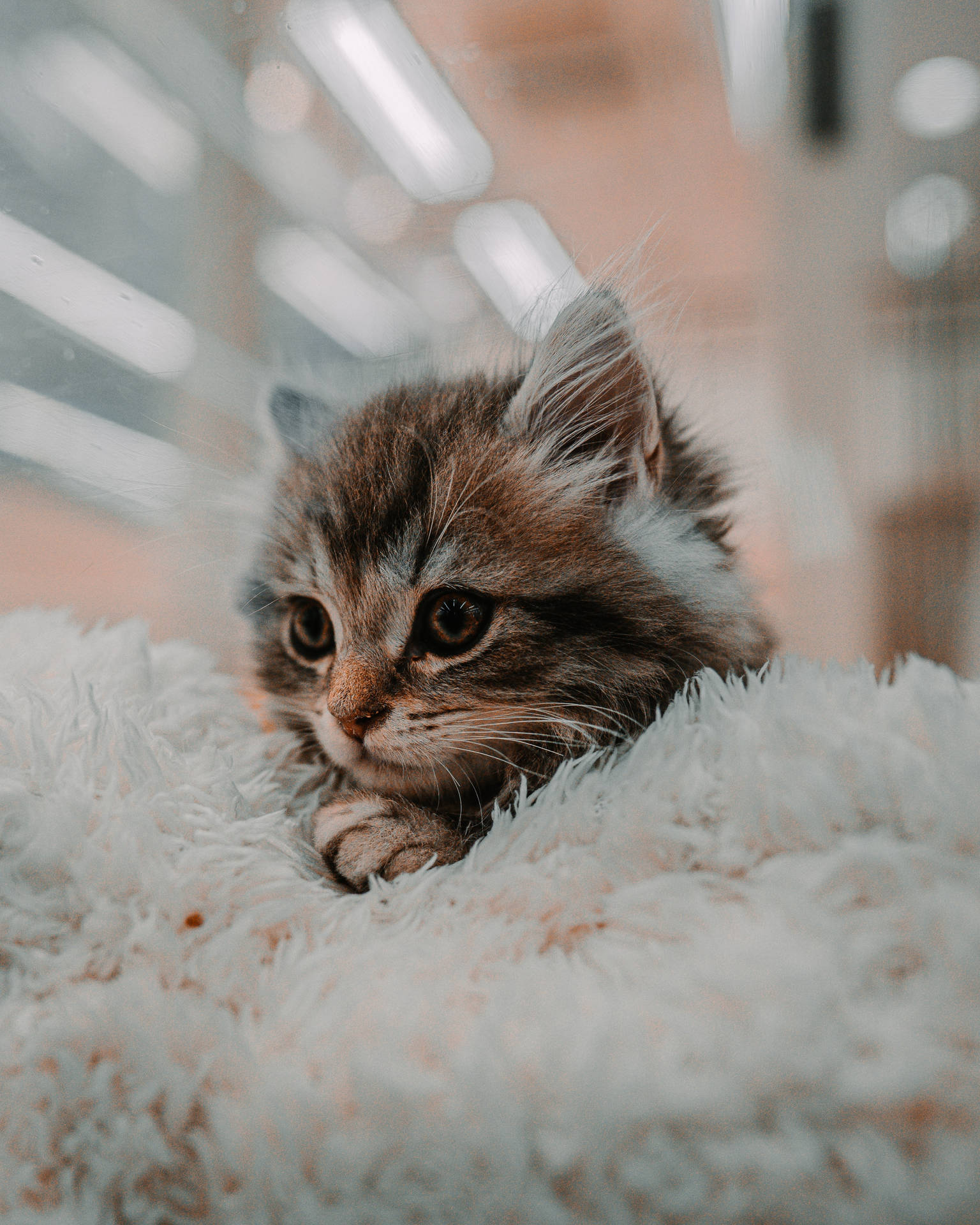 Cute Kitten Background Wallpaper