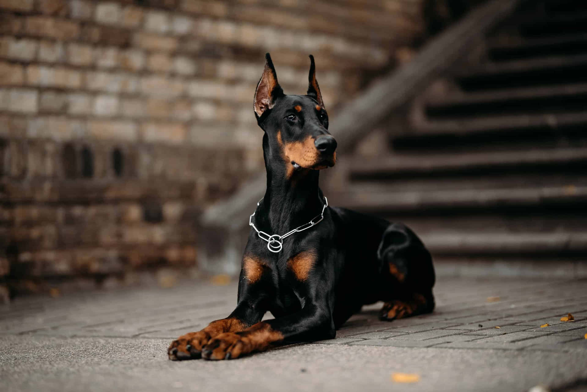 Doberman Bilder