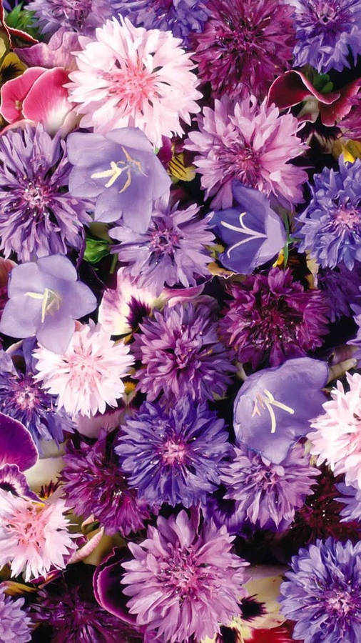 Estética De Flores Moradas Fondo de pantalla