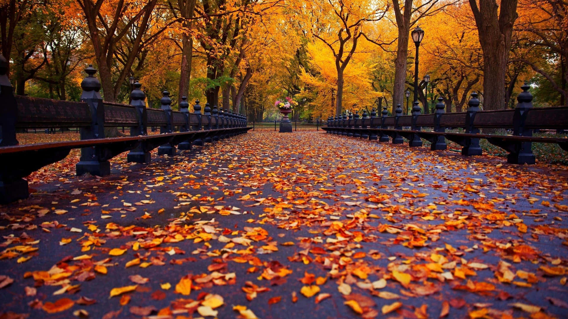 Fall Foliage Wallpaper