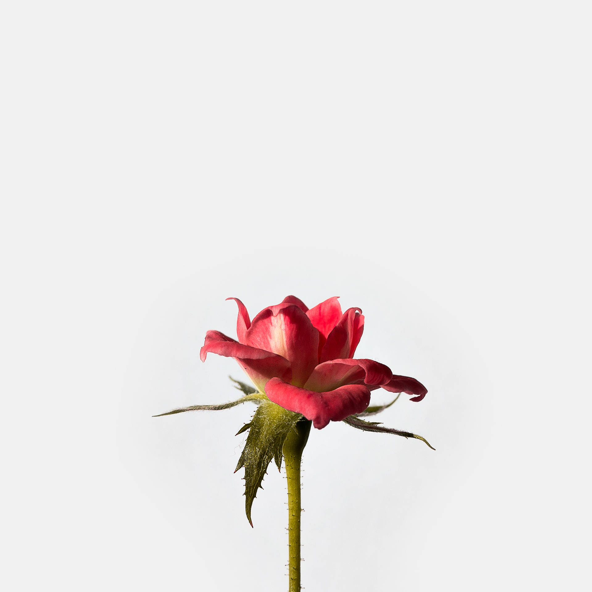 Flor De Rosa Fondo de pantalla