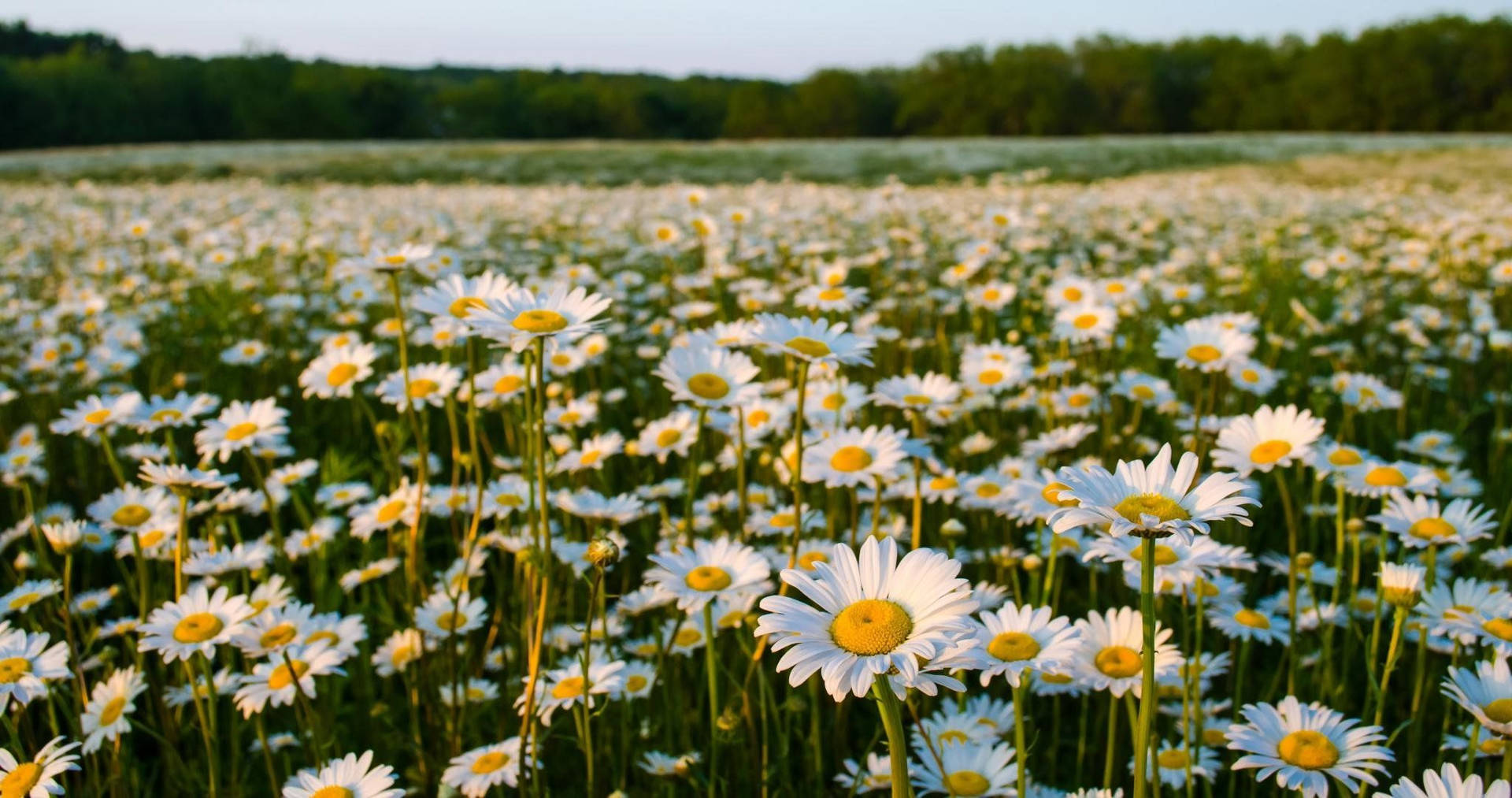 Flower Field Pictures Wallpaper