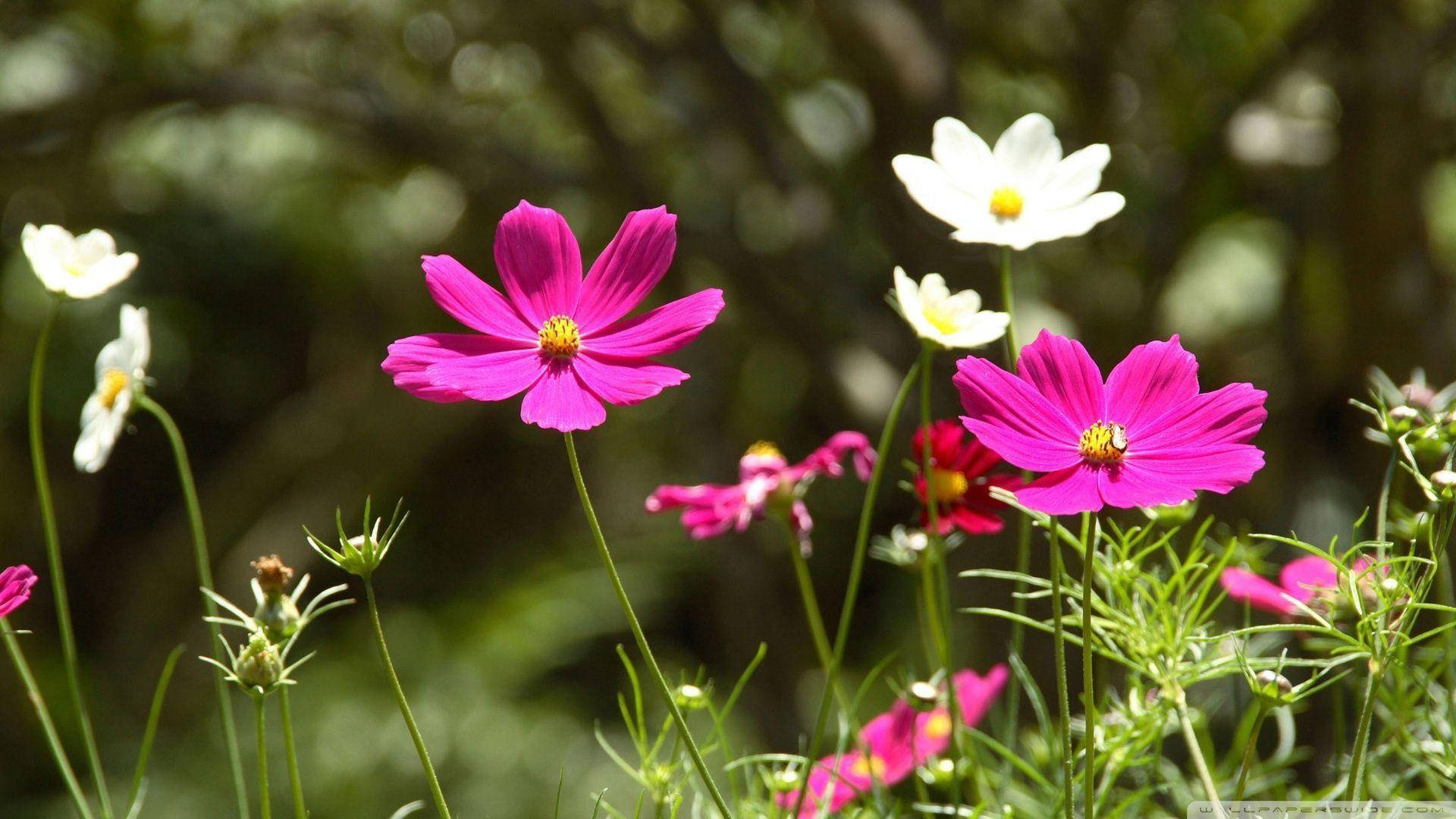 Flower Hd Wallpaper