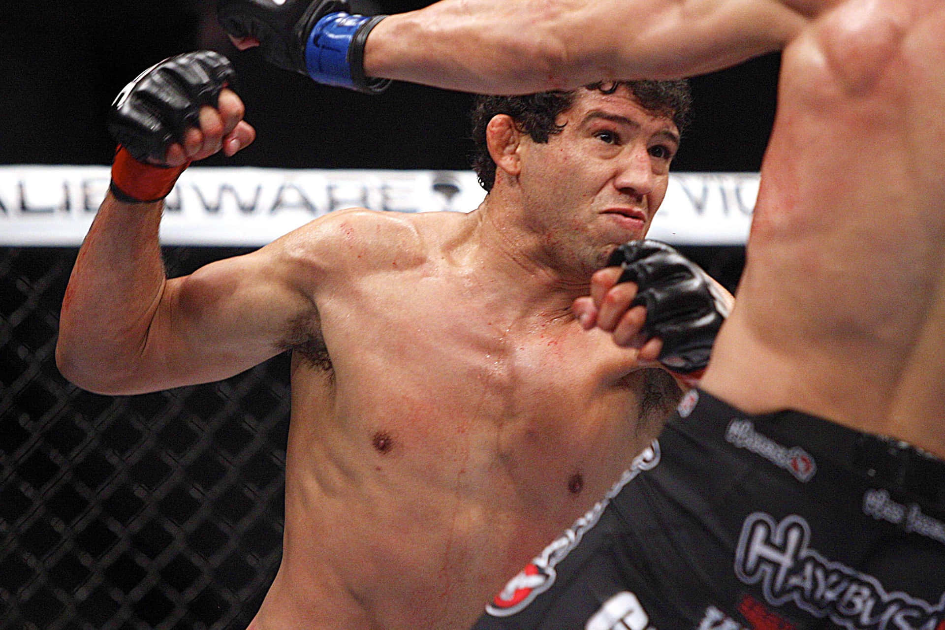 Gilbert Melendez Wallpaper