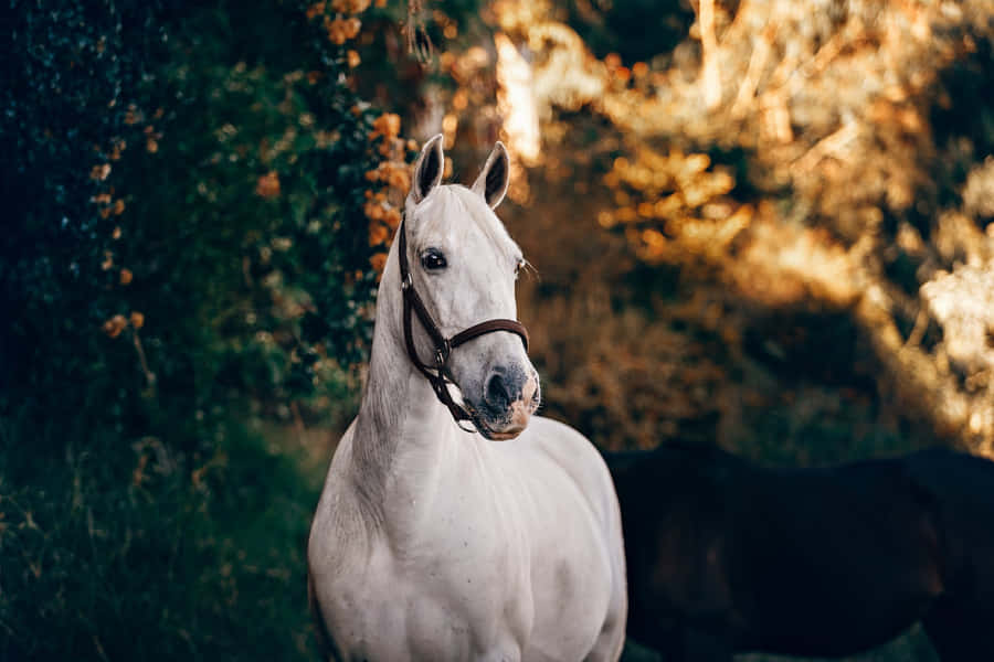 Imágenes De Caballos