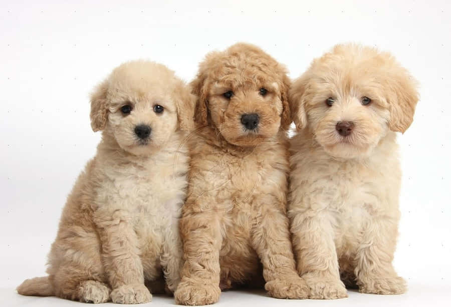 Imágenes De Goldendoodle