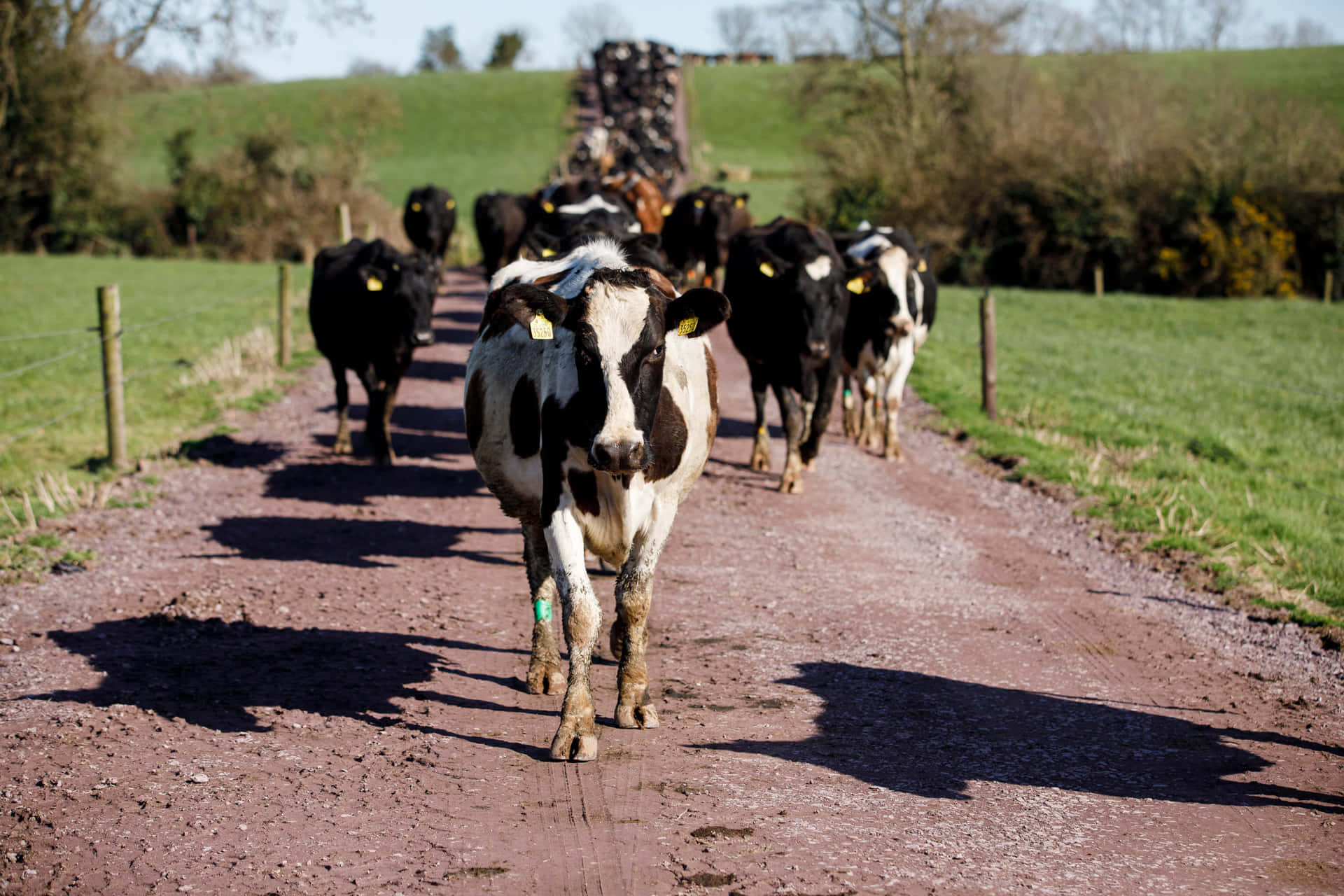 Imágenes De Vacas