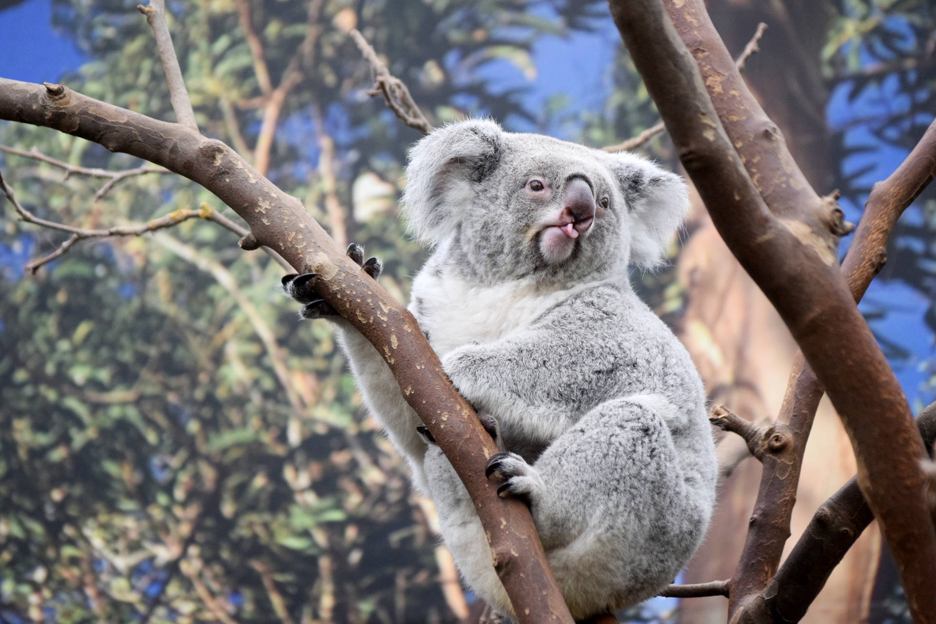 Koala Fondo de pantalla