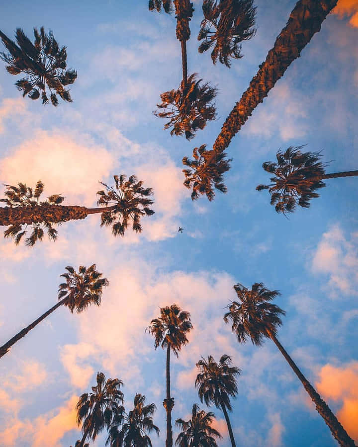 Palm Iphone Wallpaper