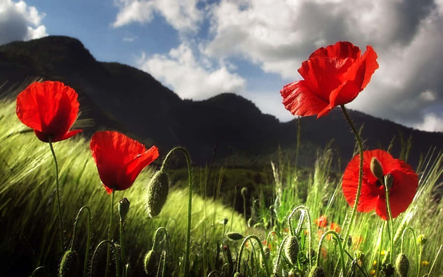 Poppy Pictures Wallpaper