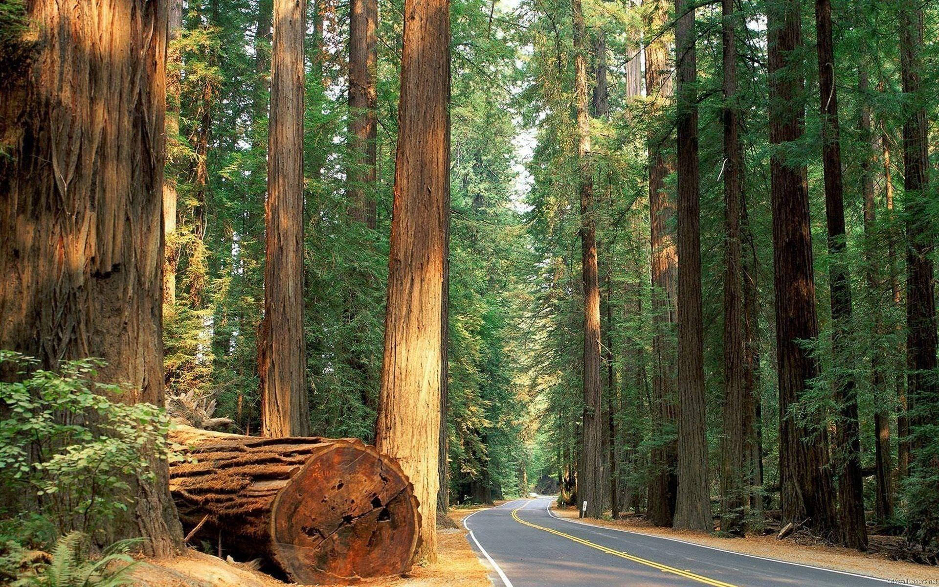 Sequoia Nationalpark Wallpaper