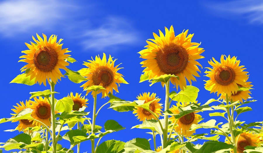 Sunflower Wallpaper