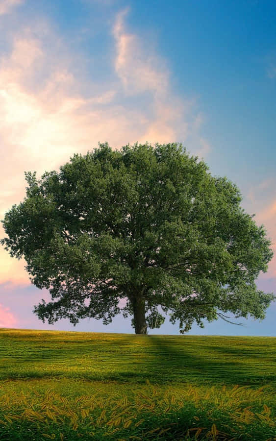 Teléfono Del árbol Fondo de pantalla