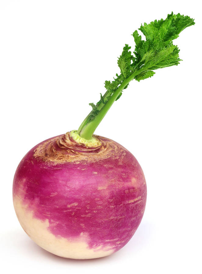 Turnip Wallpaper