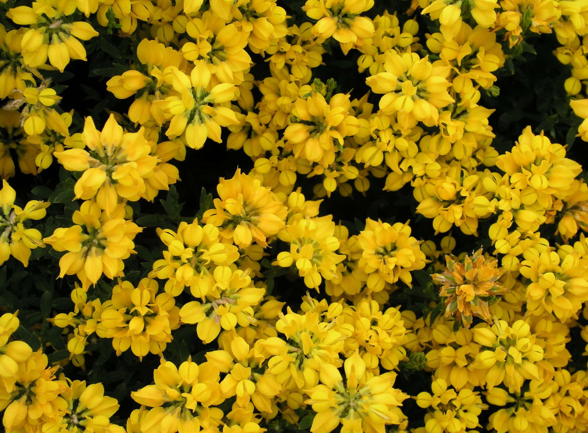 Yellow Aesthetic Flower Desktop Wallpaper